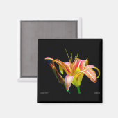 Lovely Daylily II Apparel en Gifts Magneet (Voorkant / Achterkant)