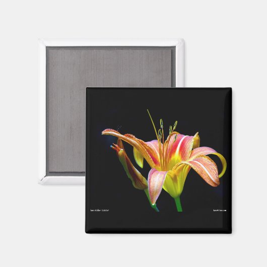 Lovely Daylily II Apparel en Gifts Magneet (Voorkant / Achterkant)