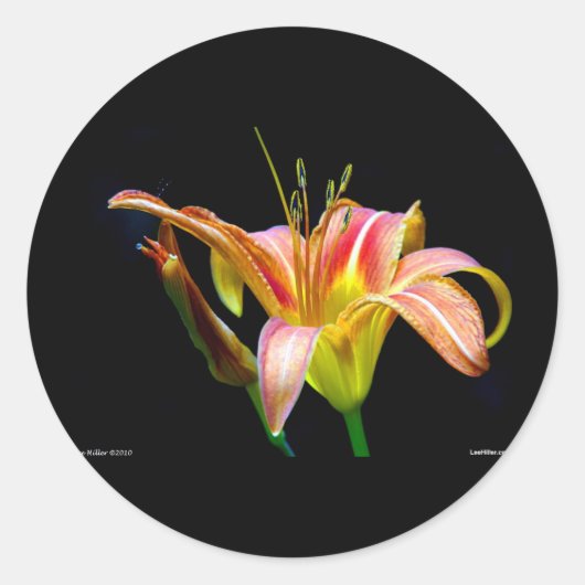 Lovely Daylily II Apparel en Gifts Ronde Sticker (Voorkant)