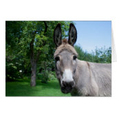 Lovely Donkey Portret (Voorkant Horizontaal)