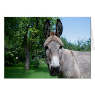 Lovely Donkey Portret