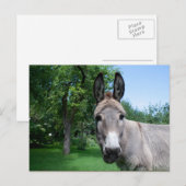 Lovely Donkey Portret Briefkaart (Voorkant / Achterkant)