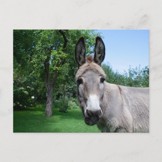 Lovely Donkey Portret Briefkaart (Voorkant)