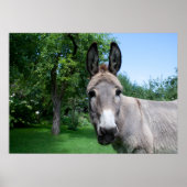 Lovely Donkey Portret Poster (Voorkant)