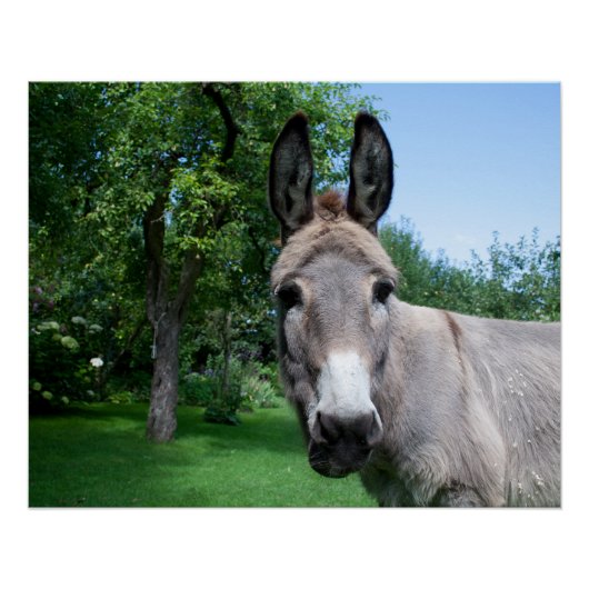Lovely Donkey Portret Poster (Voorkant)