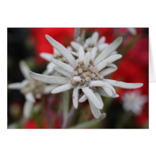 Lovely Edelweiss Leontopodium nivale