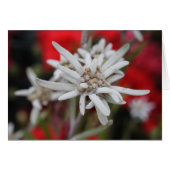 Lovely Edelweiss Leontopodium nivale (Voorkant Horizontaal)