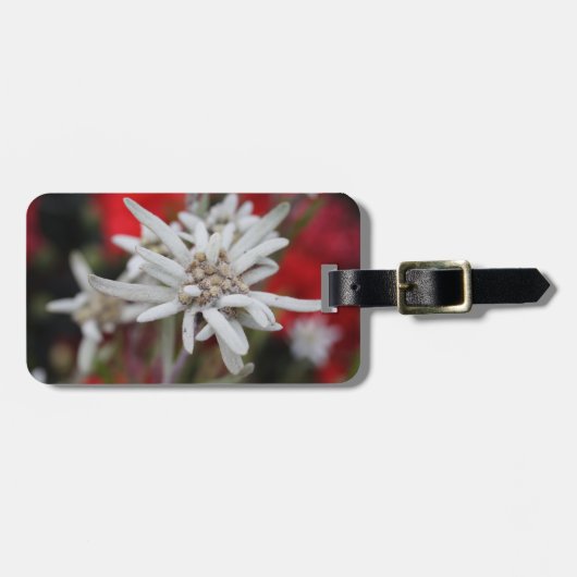 Lovely Edelweiss Leontopodium nivale Bagagelabel (Voorkant horizontaal)