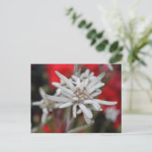 Lovely Edelweiss Leontopodium nivale Briefkaart (Staand voorkant)