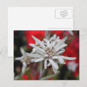 Lovely Edelweiss Leontopodium nivale Briefkaart (Voorkant / Achterkant)