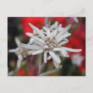 Lovely Edelweiss Leontopodium nivale Briefkaart
