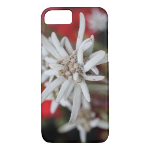 Lovely Edelweiss Leontopodium nivale Case-Mate iPhone Case