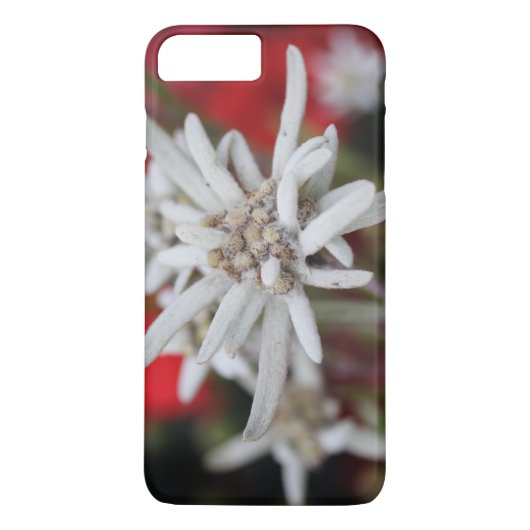 Lovely Edelweiss Leontopodium nivale Case-Mate iPhone Case (Achterkant)