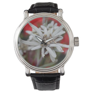 Lovely Edelweiss Leontopodium nivale Horloge