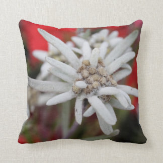 Lovely Edelweiss Leontopodium nivale Kussen