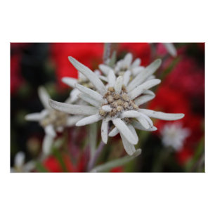 Lovely Edelweiss Leontopodium nivale Perfect Poster