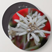 Lovely Edelweiss Leontopodium nivale Ronde Button 6,0 Cm (Voorkant /achterkant)