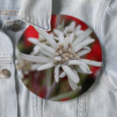 Lovely Edelweiss Leontopodium nivale Ronde Button 6,0 Cm (In situ)