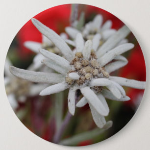 Lovely Edelweiss Leontopodium nivale Ronde Button 6,0 Cm