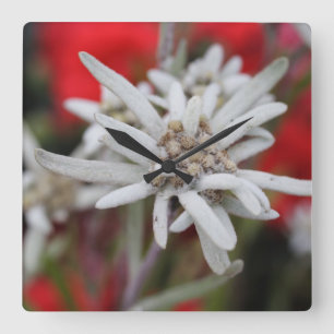 Lovely Edelweiss Leontopodium nivale Vierkante Klok