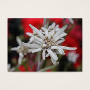 Lovely Edelweiss Leontopodium nivale Visitekaartje