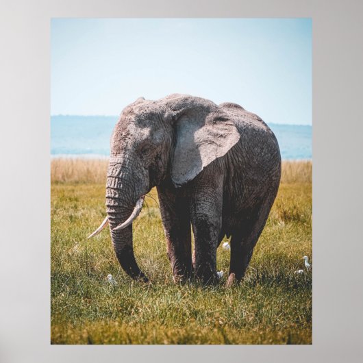 LOVELY ELEPHANT POSTER (Voorkant)