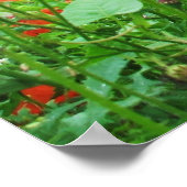 LOVELY FLOWERS POSTER RED POPPIES (Hoek)