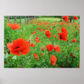 LOVELY FLOWERS POSTER RED POPPIES (Voorkant)