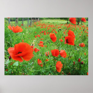 LOVELY FLOWERS POSTER RED POPPIES