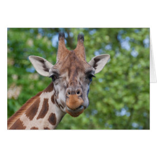 Lovely Giraffe Portret