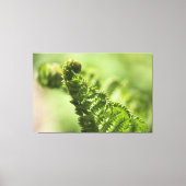 Lovely Green Fern Canvas Afdruk (Voorkant)