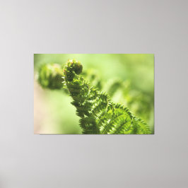 Lovely Green Fern Canvas Afdruk