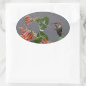 Lovely Hummingbird Oval Sticker (Tas)