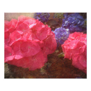 Lovely Hydrangea Foto Afdruk