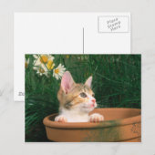 Lovely Kitten 54 Briefkaart (Voorkant / Achterkant)