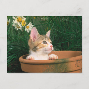 Lovely Kitten 54 Briefkaart