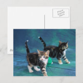 Lovely Kitten 61 Briefkaart (Voorkant / Achterkant)