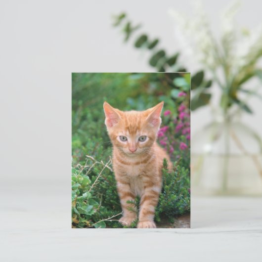 Lovely Kitten 7 Briefkaart (Staand voorkant)