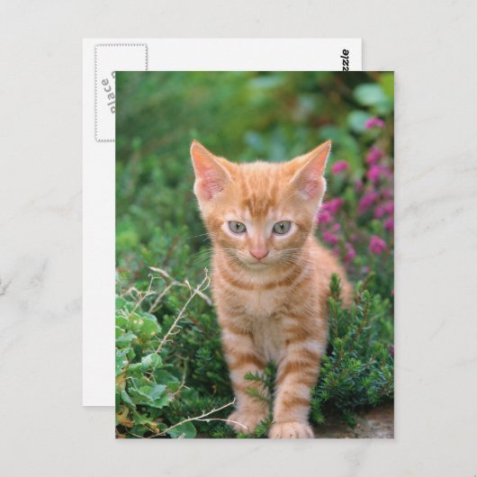 Lovely Kitten 7 Briefkaart (Voorkant / Achterkant)