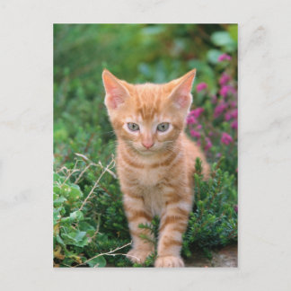 Lovely Kitten 7 Briefkaart