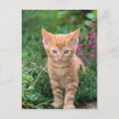Lovely Kitten 7 Briefkaart (Voorkant)