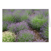 Lovely Lavender (Voorkant Horizontaal)