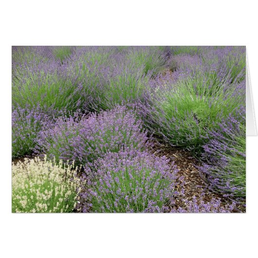 Lovely Lavender (Voorkant Horizontaal)