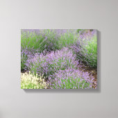 Lovely Lavender Canvas Afdruk (Voorkant)