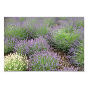 Lovely Lavender Foto Afdruk