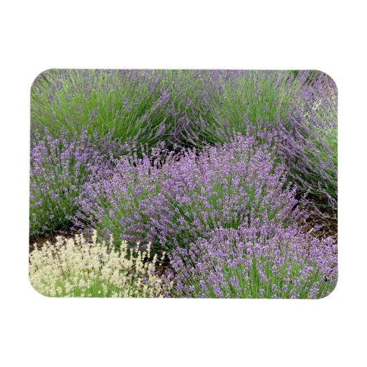Lovely Lavender Magneet (Horizontaal)