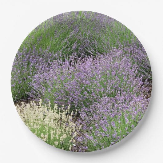 Lovely Lavender Papieren Bordje (Voorkant)