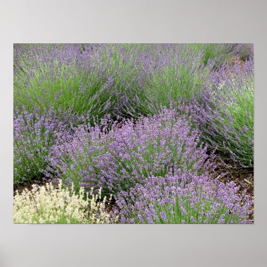 Lovely Lavender Poster (Voorkant)