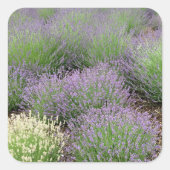 Lovely Lavender Vierkante Sticker (Voorkant)