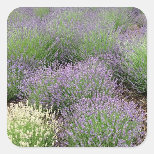 Lovely Lavender Vierkante Sticker (Voorkant)